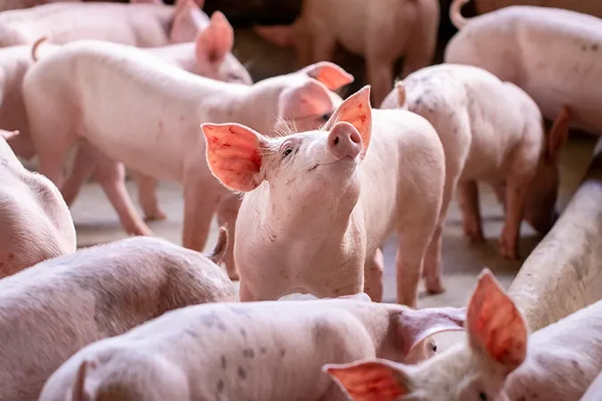 pink pigs