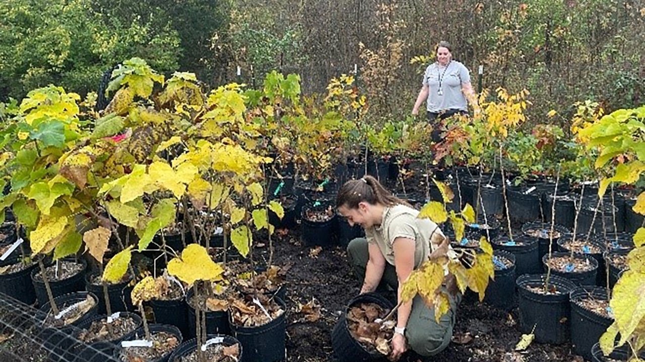 aia-alb-trees-1.jpg two employees working in a nursery with trees