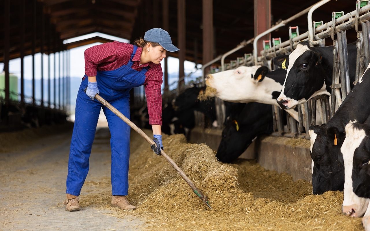 farmer raking straw in a cow barn