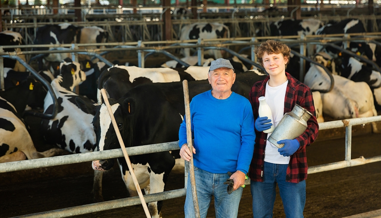 cows and dairy farmers holding milk jugs