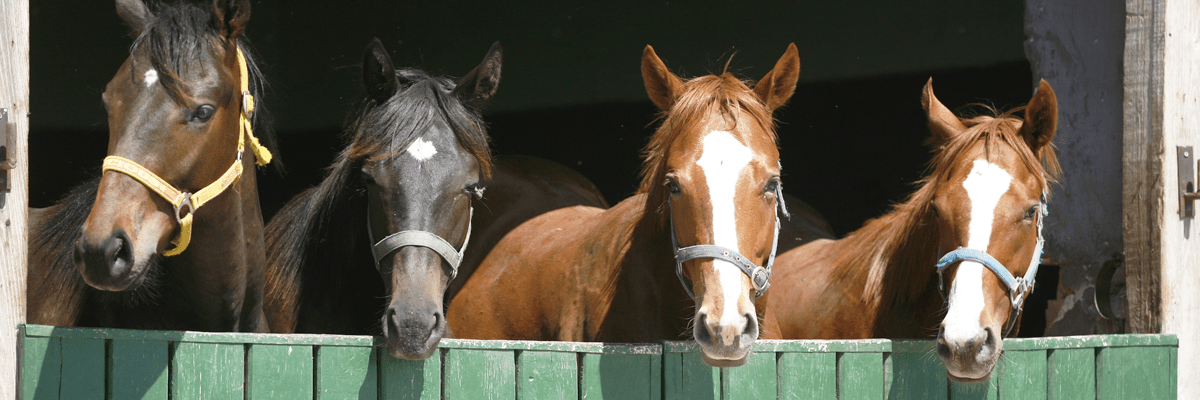 Four horses in a stable