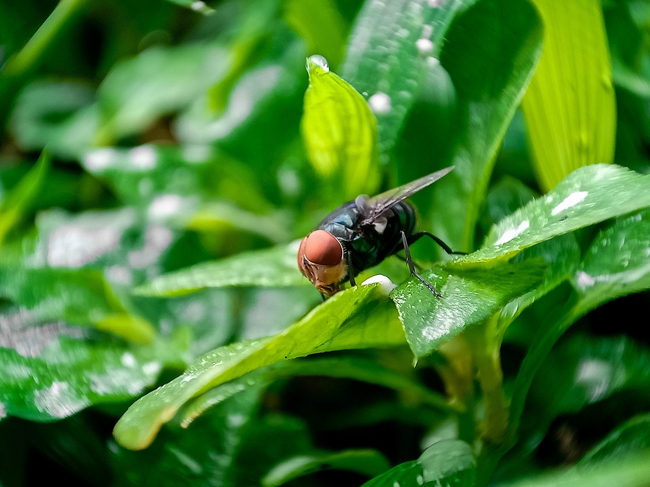 close up image of new world screwworm fly sitting on the leaf of a plant