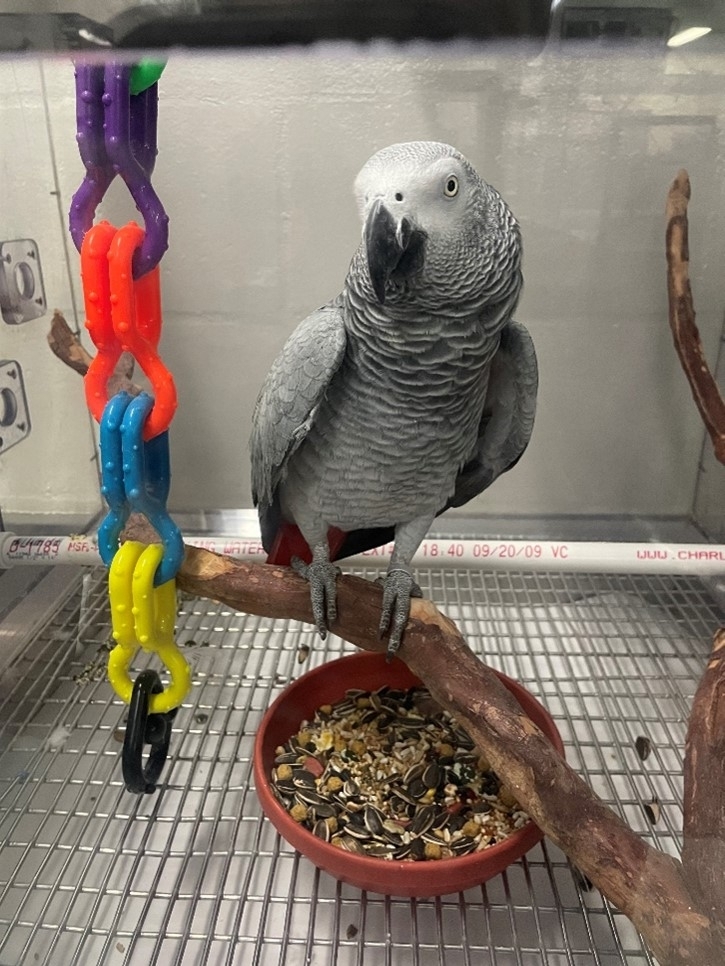 close up image of an African gray parrot perched on a branch in a housing enclosure near a bowl of bird food and a colorful toy in the background