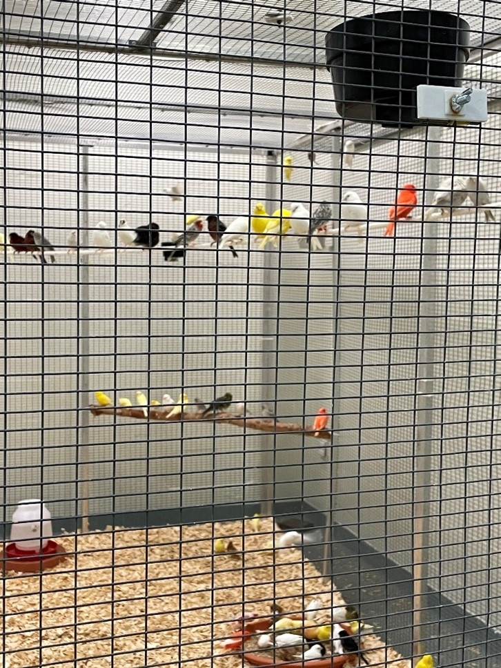 close up image of a group of canaries perched on a branch in a housing enclosure