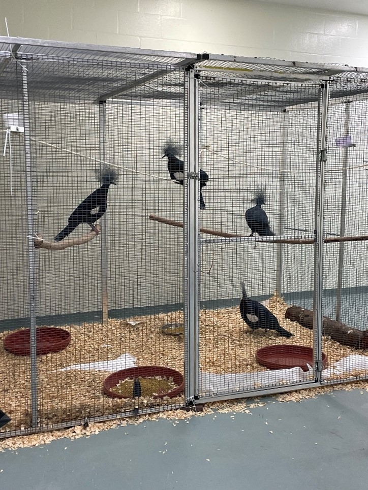three crowned pigeons perched on branches in a housing enclosure