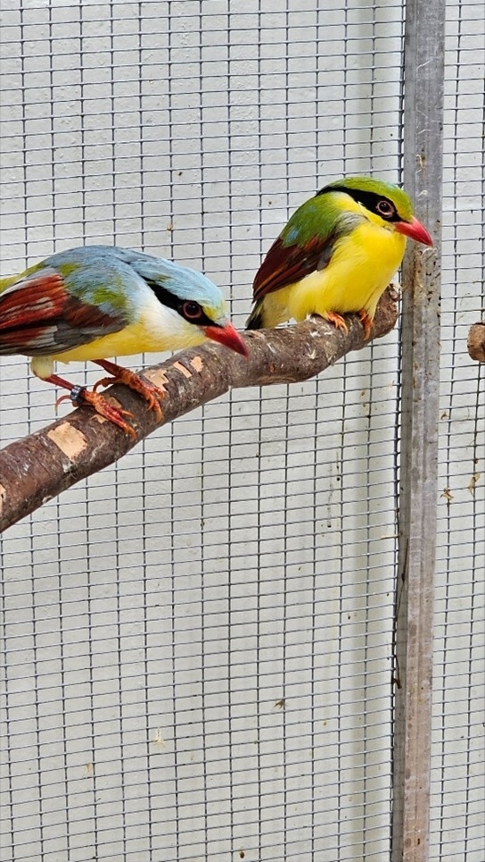 close up image of two magpies perched on a branch in a housing enclosure