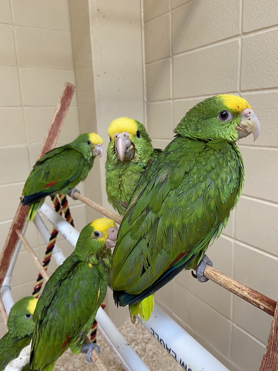 several parrots sitting on a perch in a housing enclosure