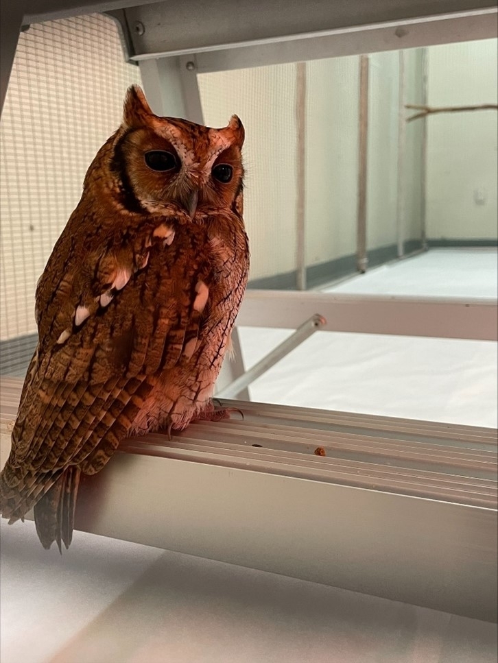close up image of a screech owl in a housing enclosure