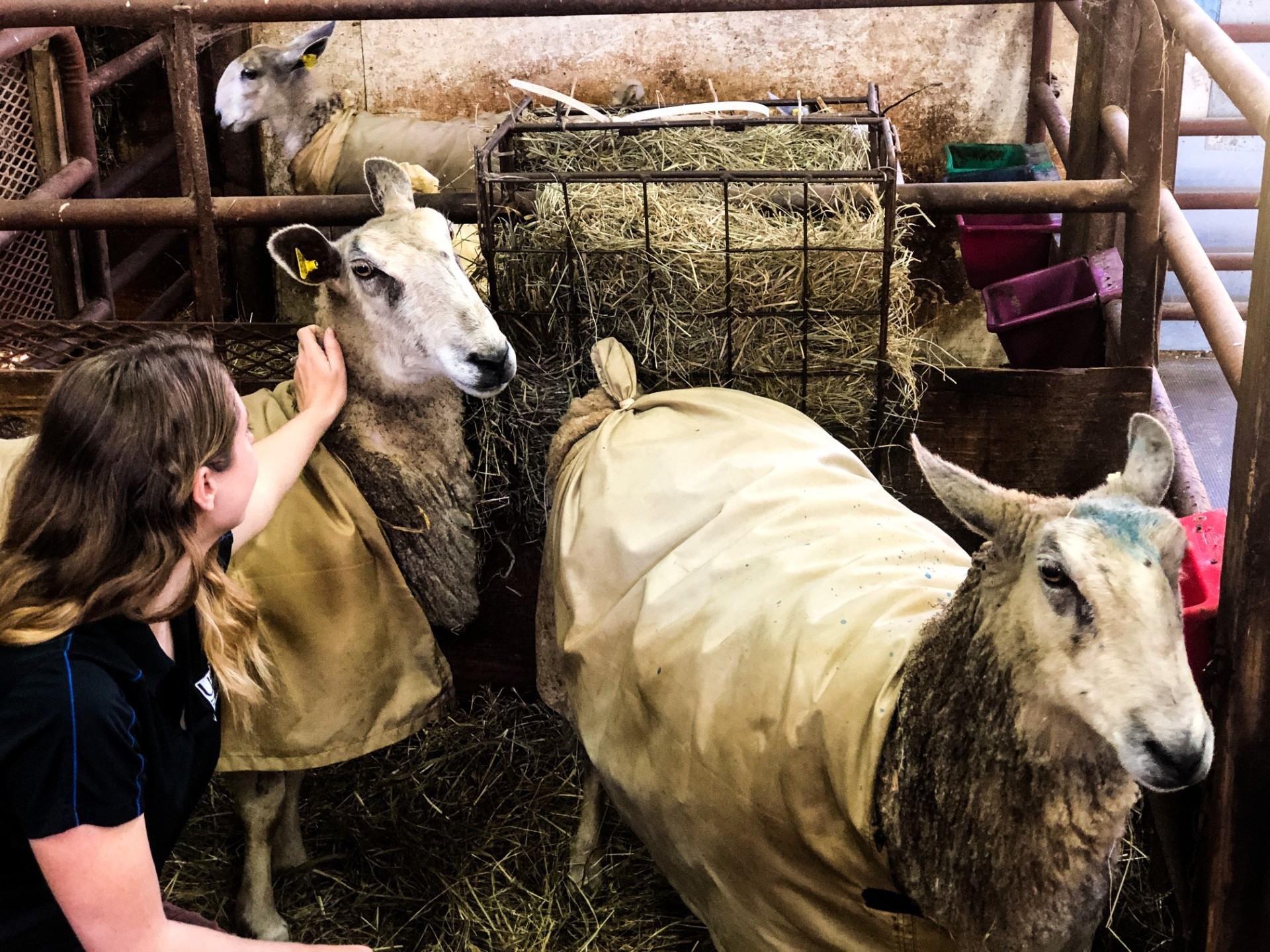 sheep in a livestock pen next to a caretaker who is patting one of them on the head