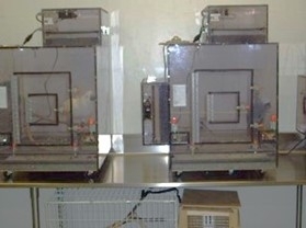close up image of small bird isolettes