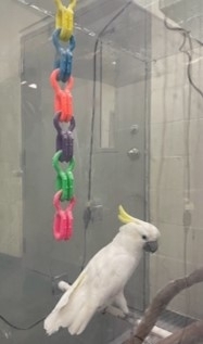 close up image of a sulpur-crested cockatoo in a housing enclosure with a colorful toy hanging behind it