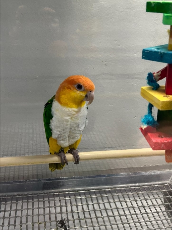 close up image of a white-breasted parrot in a housing enclosure