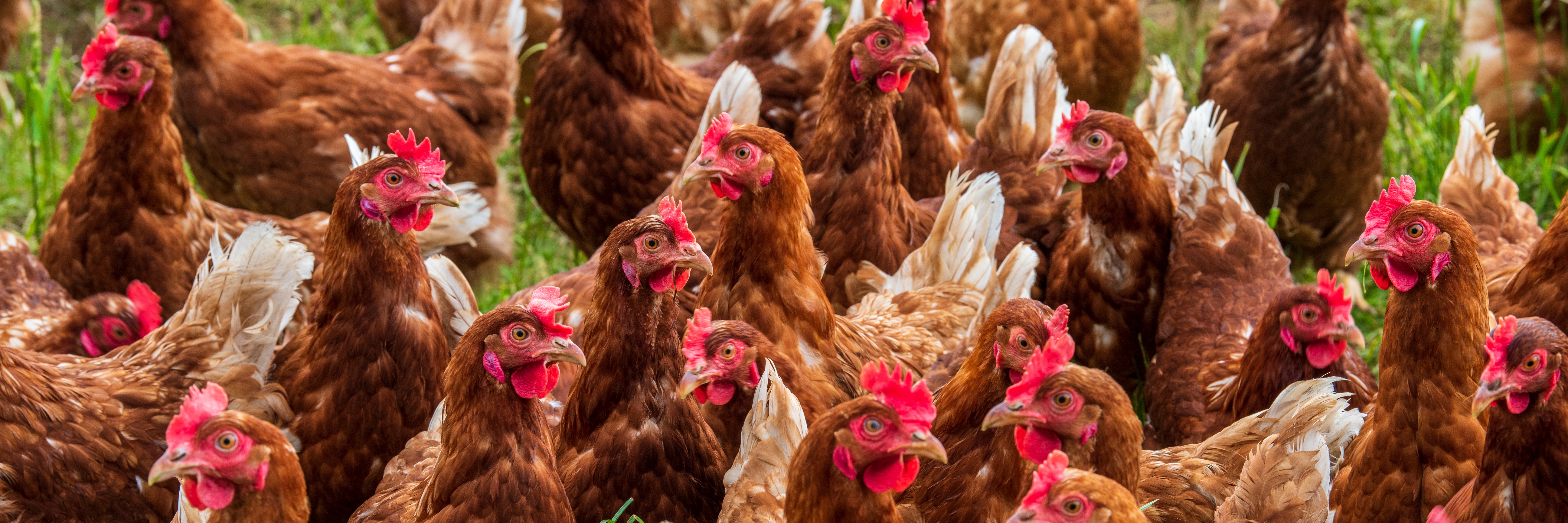 close up image of brown chickens