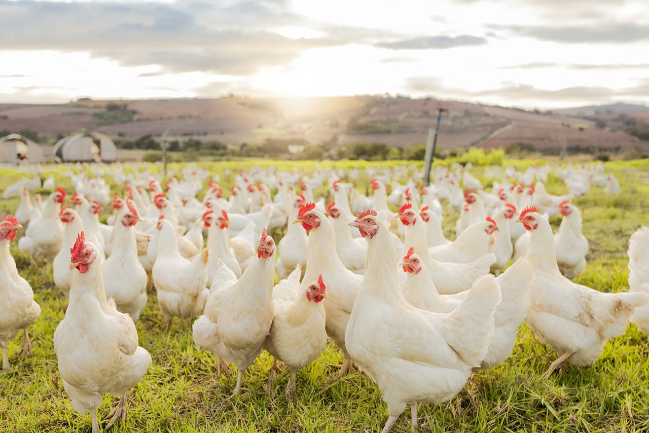 white chickens