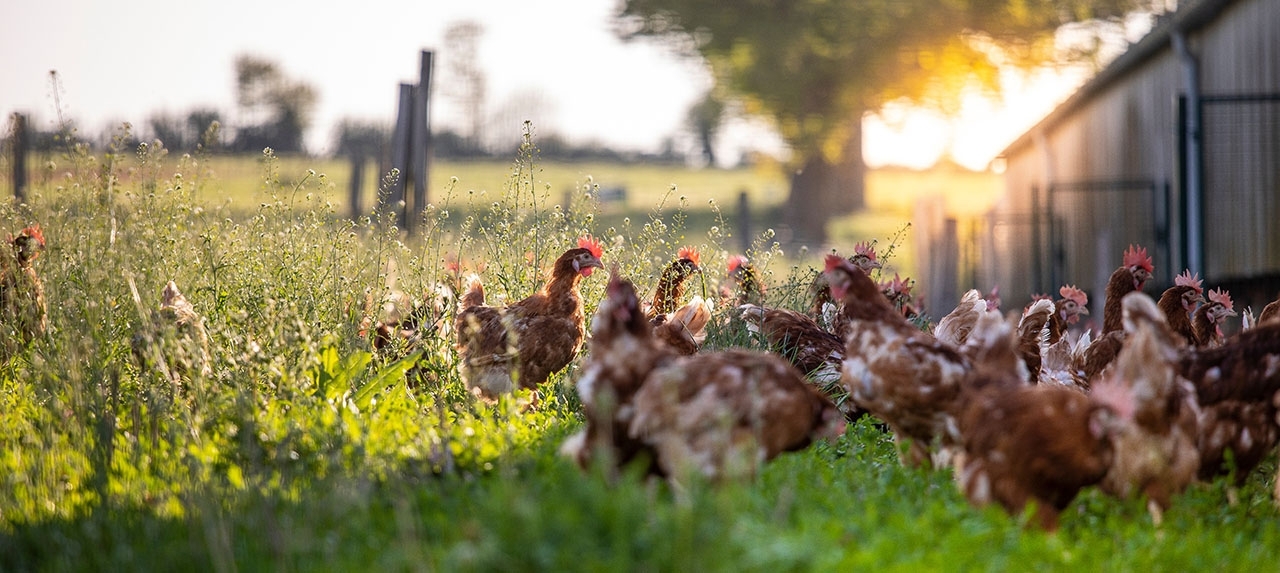 brown chickens