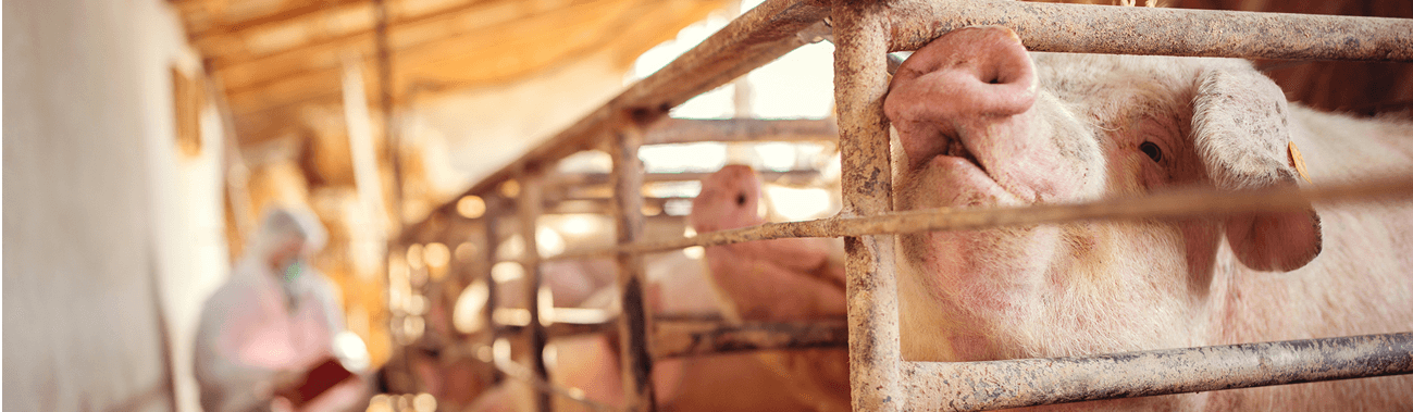 pigs in a pen