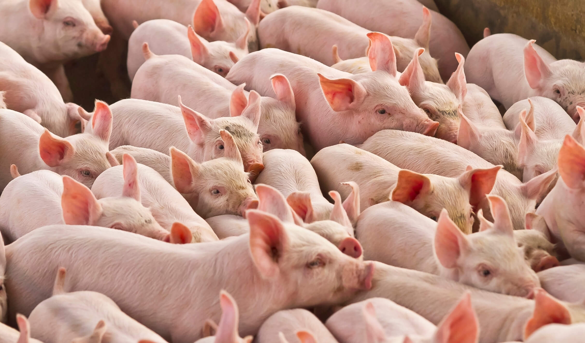group of pigs