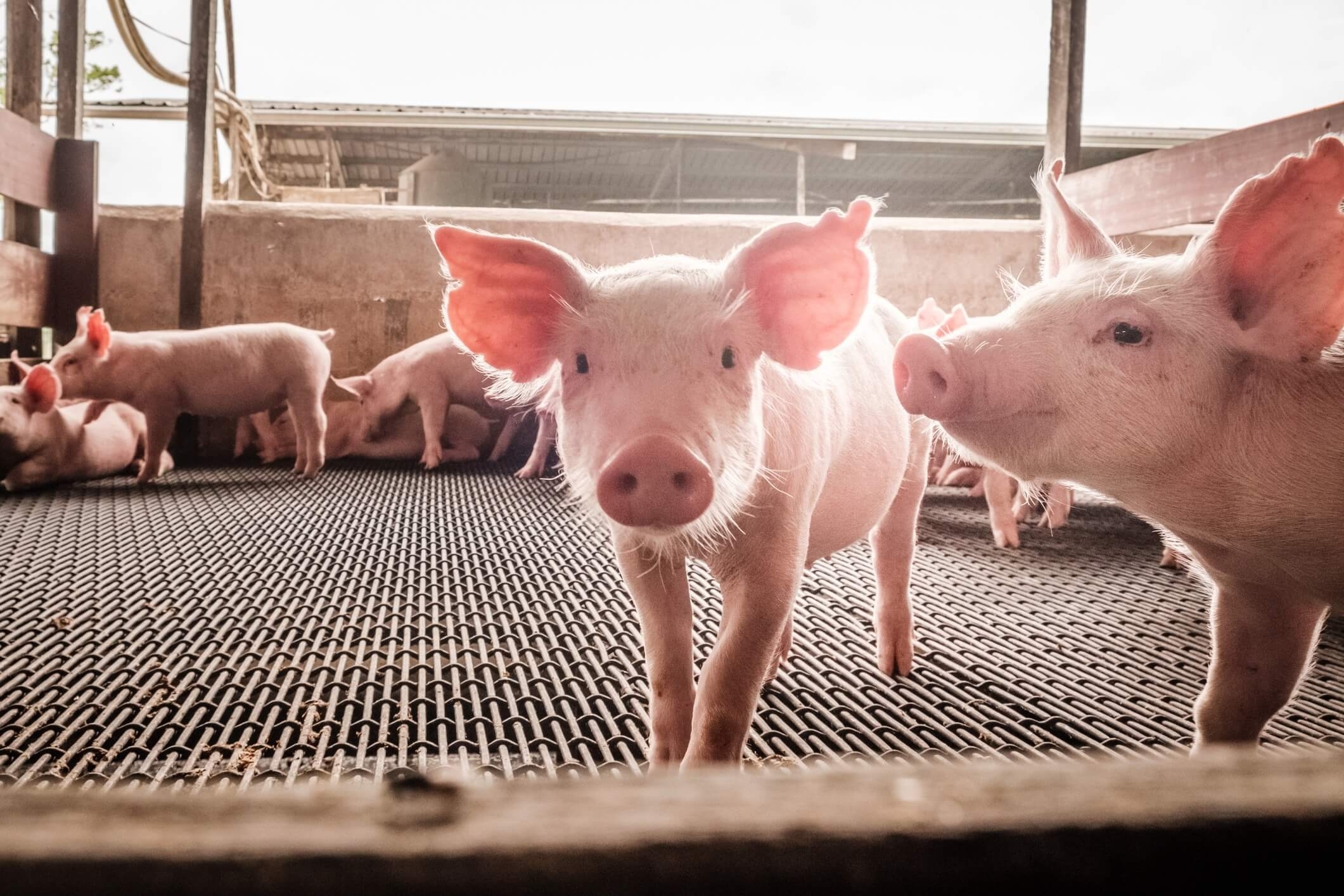 baby pigs