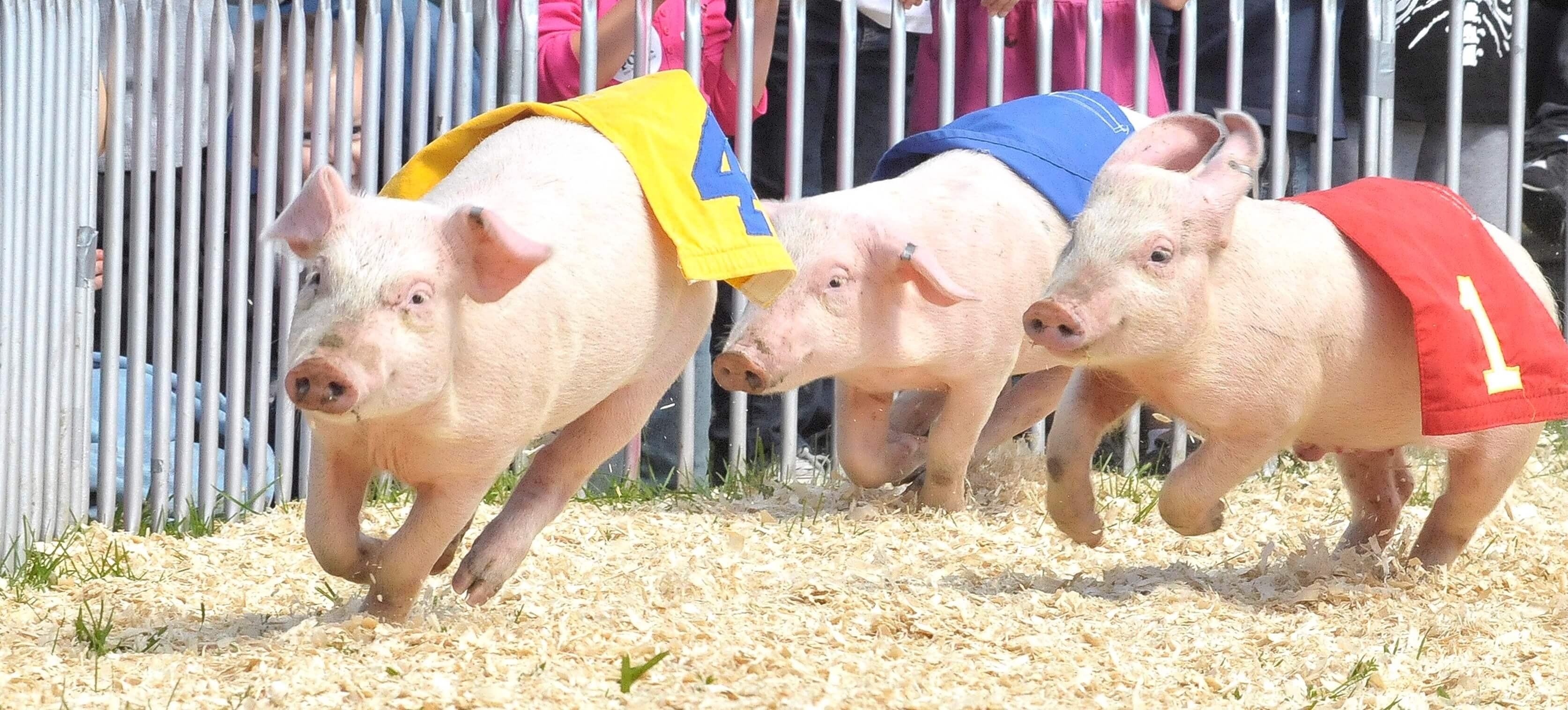 pigs racing