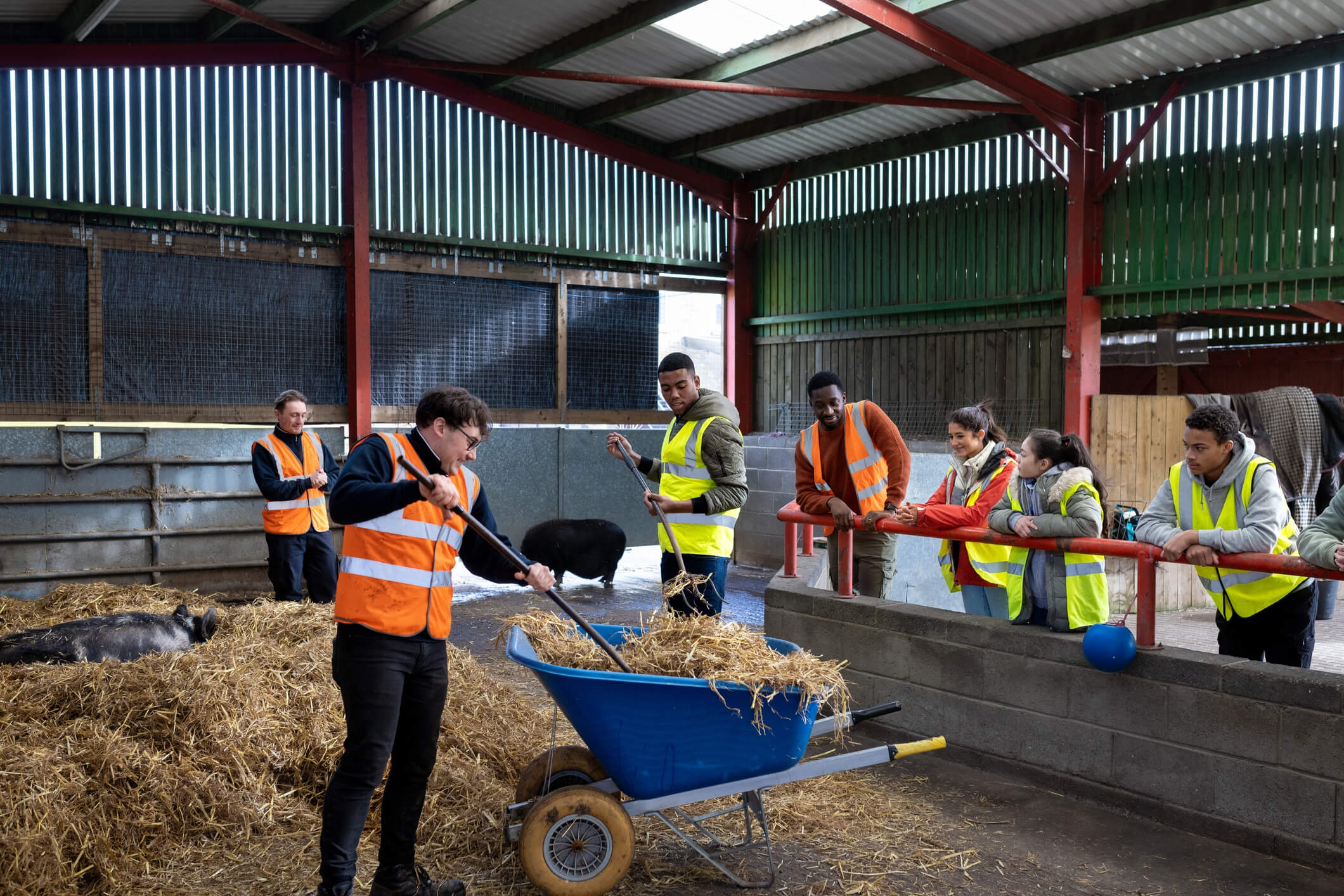 youths preparing hay