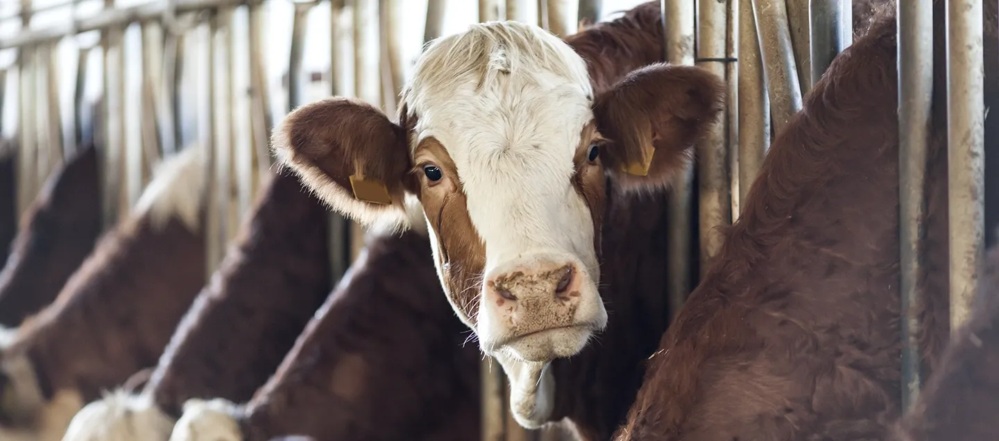 close up of dairy cow facing camera