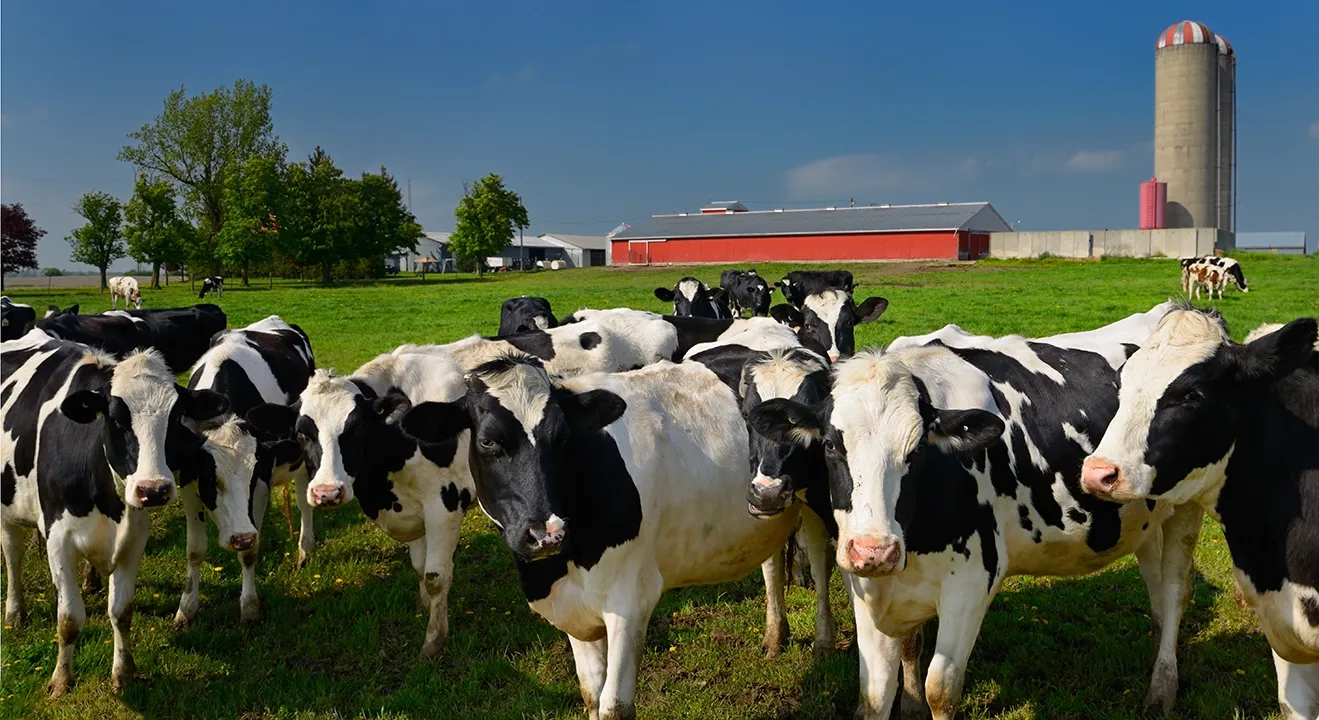 herd of dairy cows on a farm with barn and silo in background