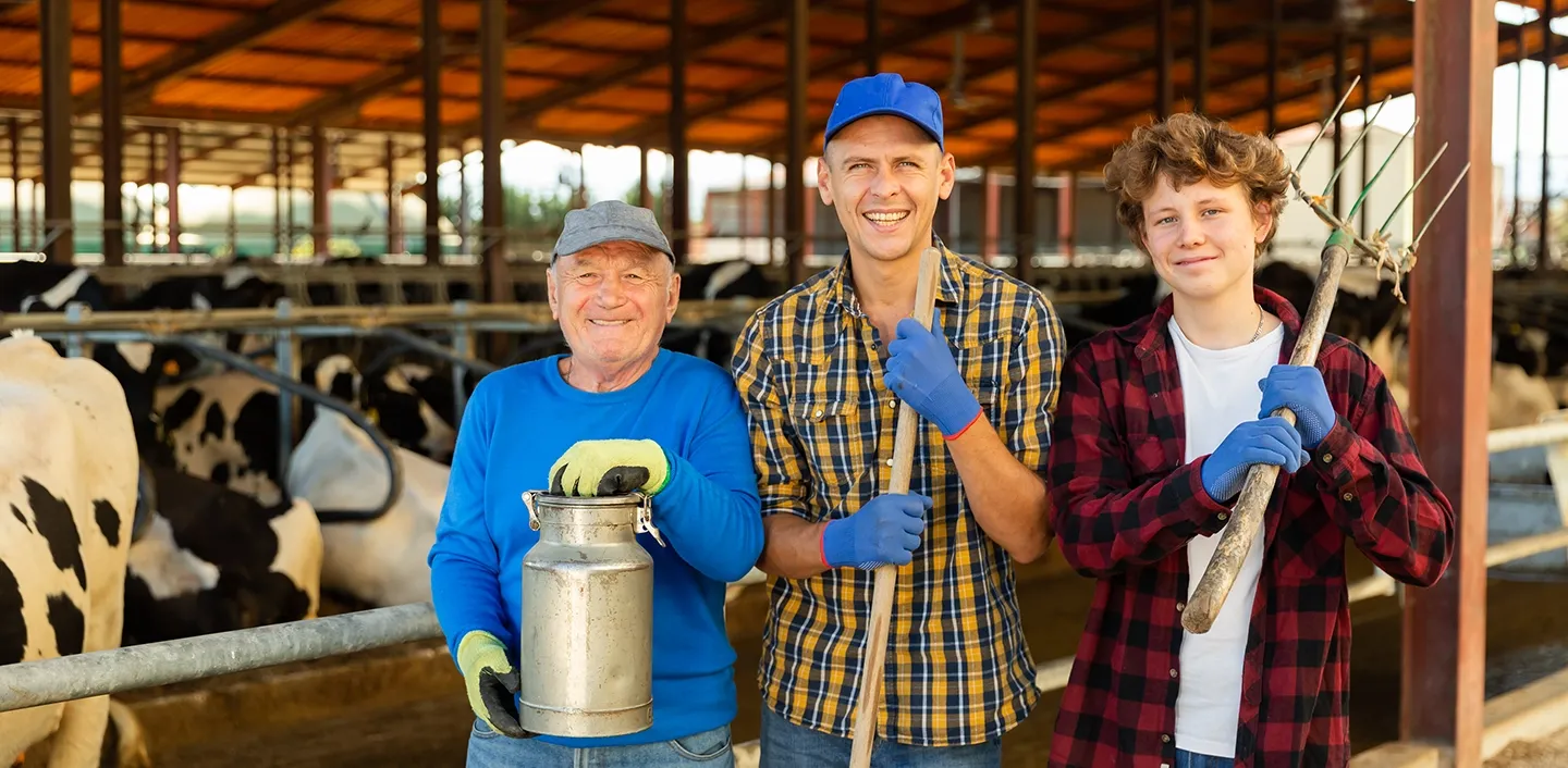 Three farmers facing camera, standing in front of dairy herd in a barn