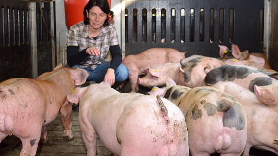 committee ship woman with pigs