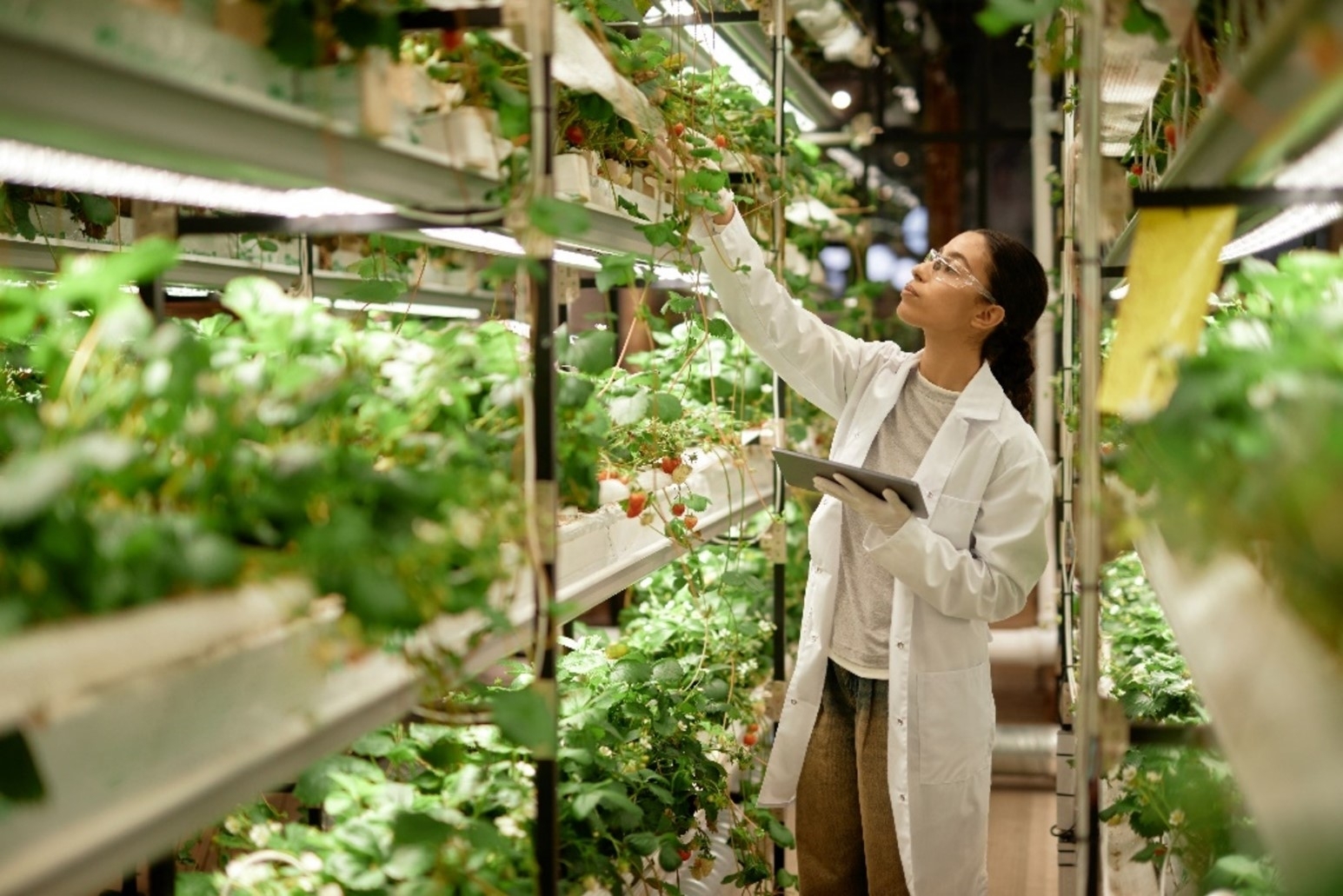 person in a lab coat holding a clipboard and checking on plants in a greenhouse