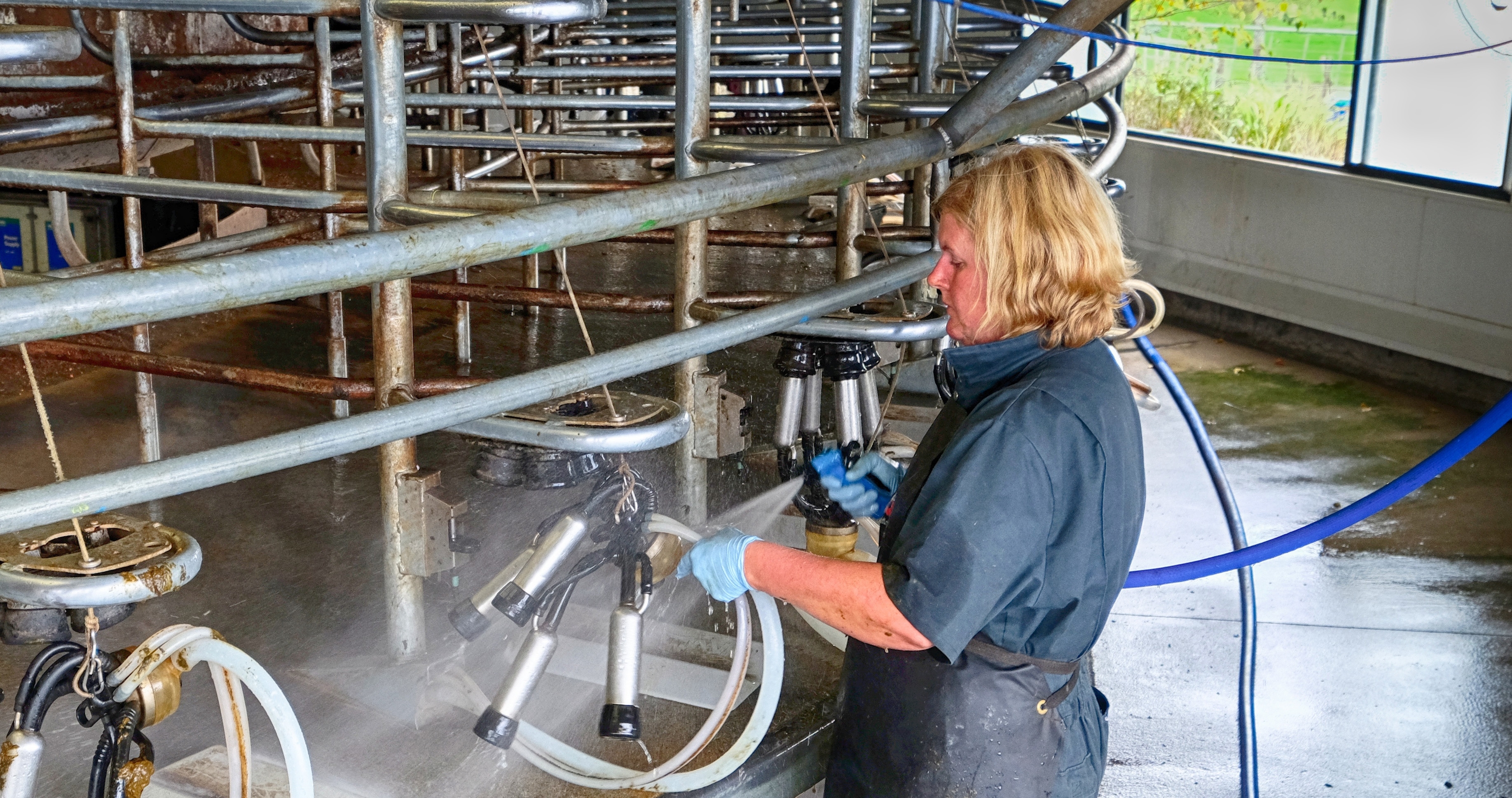 person cleaning dairy farm equipment with a spray hose