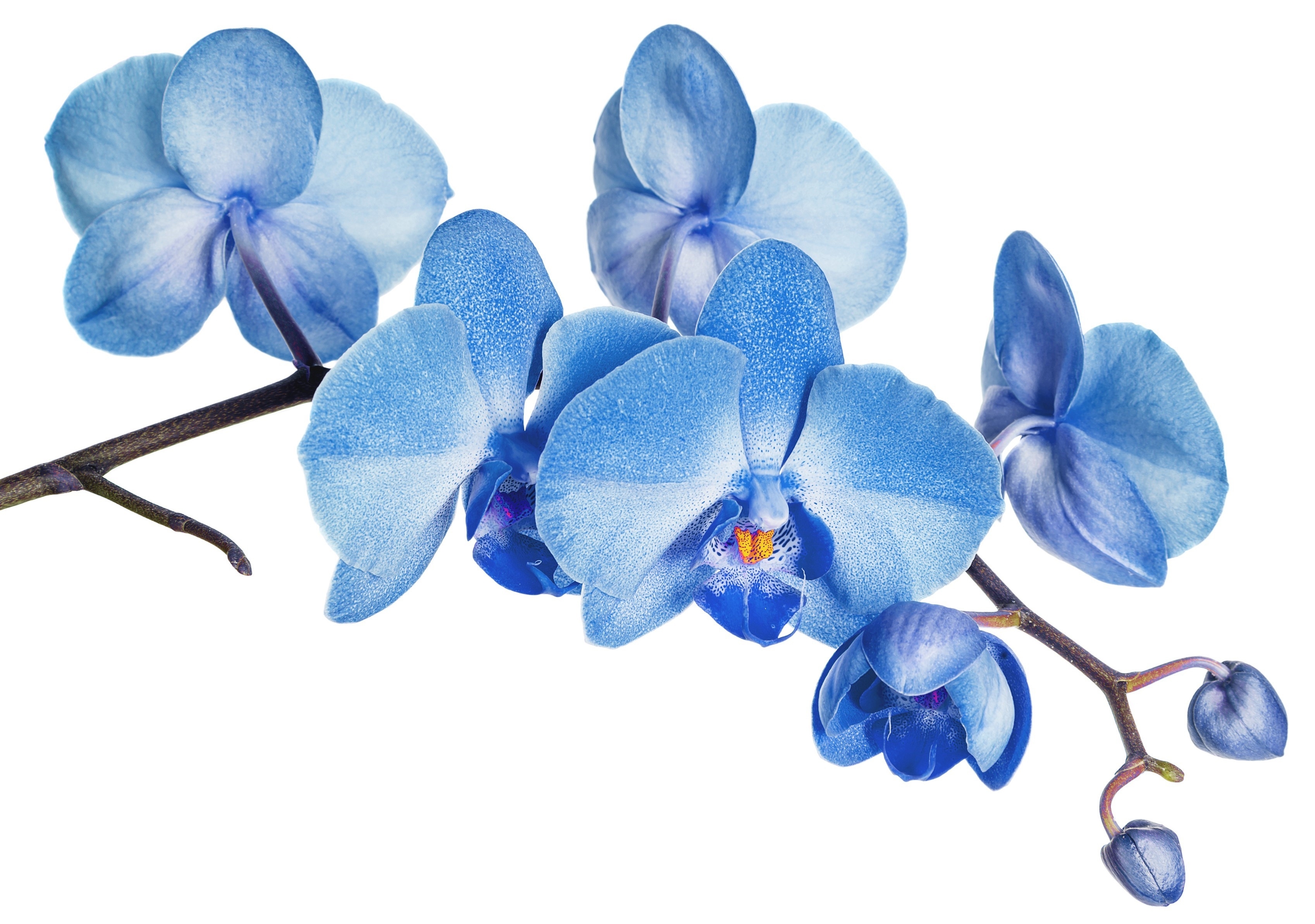 close-up of an orchid branch with blue flowers