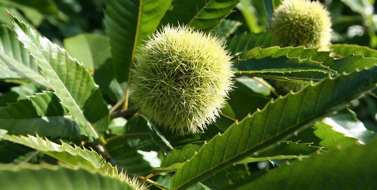 close up of a chestnut