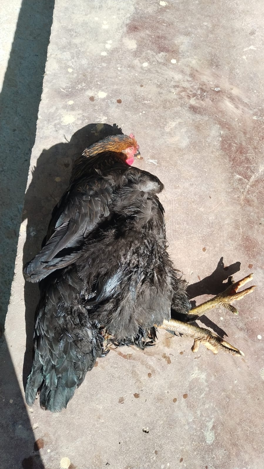 black chicken infested with New World screwworm