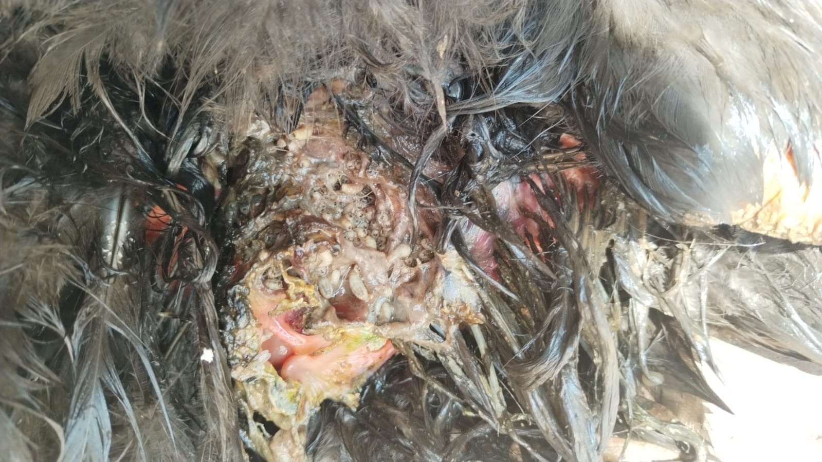 close up of chicken infested with New World screwworm