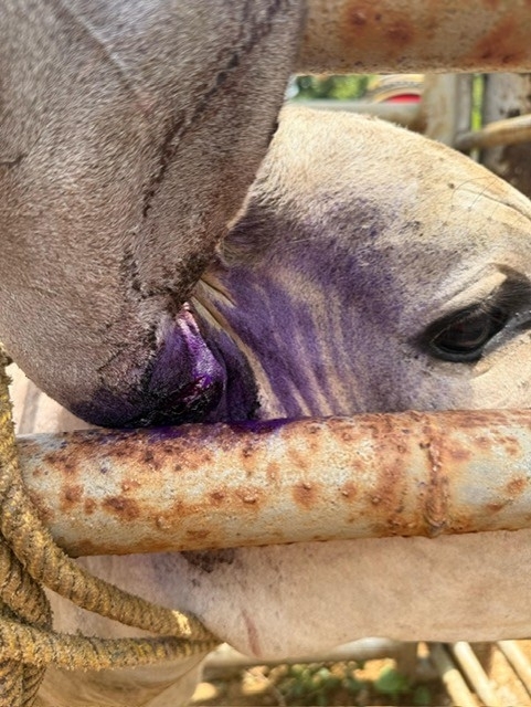 Cow treated for New World screwworm