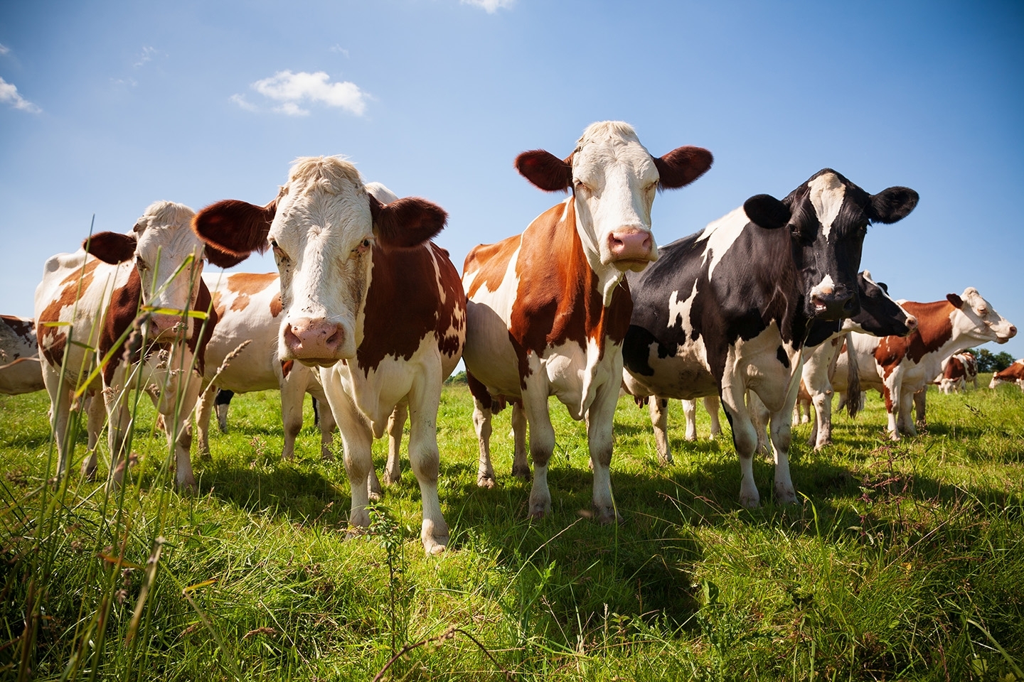 closeup image of dairy cow herd in grassy field on a sunny day