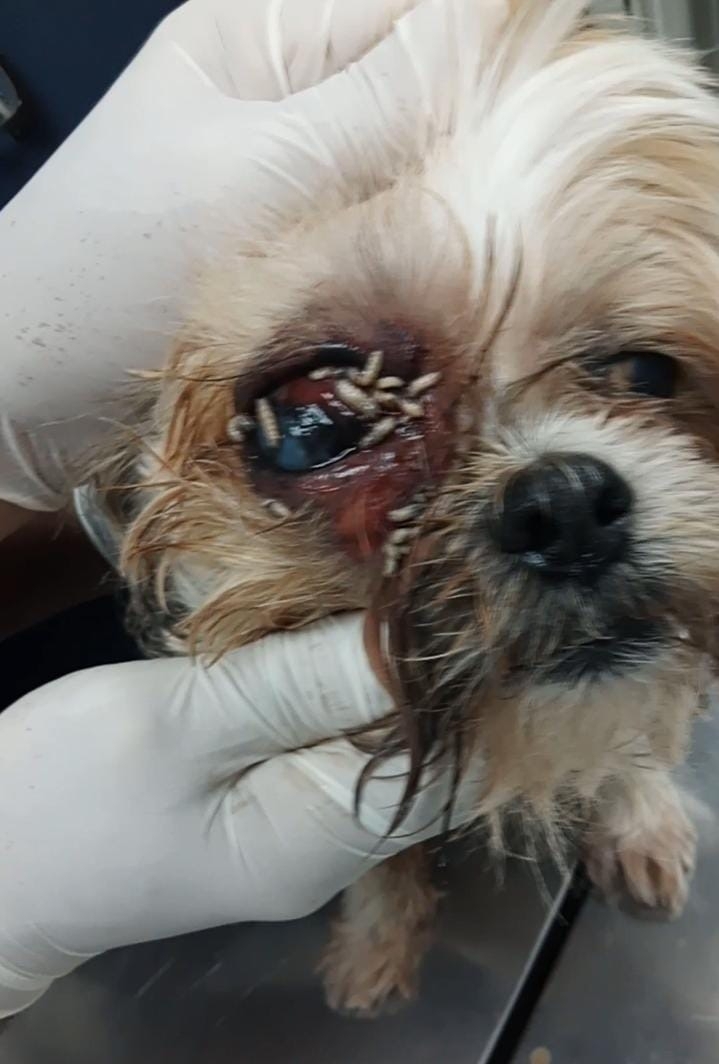 Dog with New World screwworm infestation