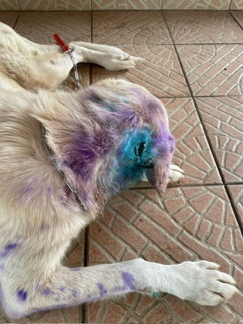 Dog treated for New World screwworm infestation