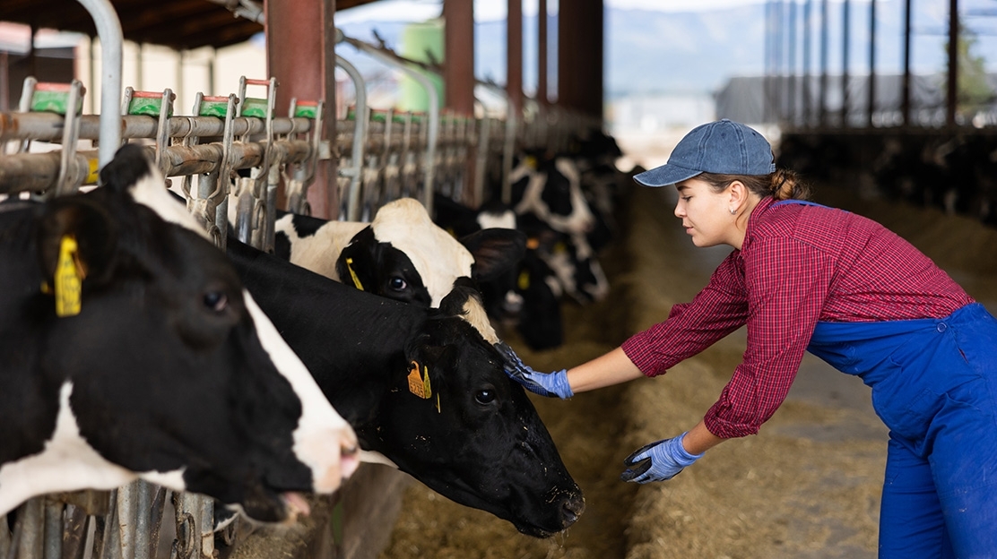 dairy producer wearing coveralls and gloves, petting a cow in a barn in a line of cows