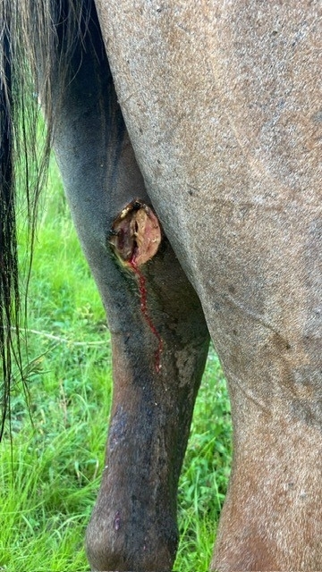 New World infestation in a horse