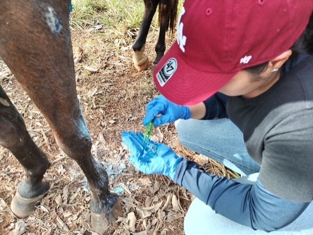 Inspecting New World screwworm larvae from an infested horse
