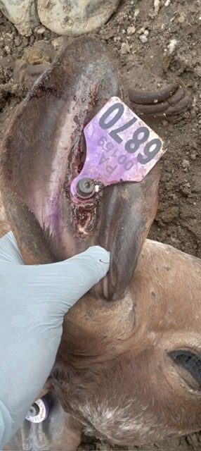 New World screwworm-infested eartag wound