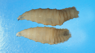 Two New World screwworm larvae