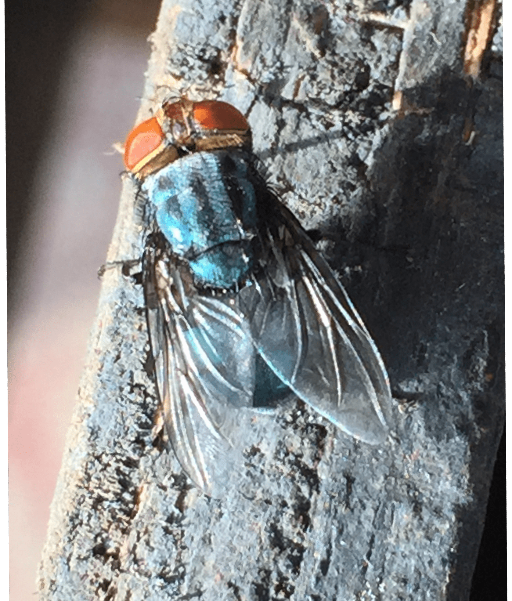 New World screwworm adult fly