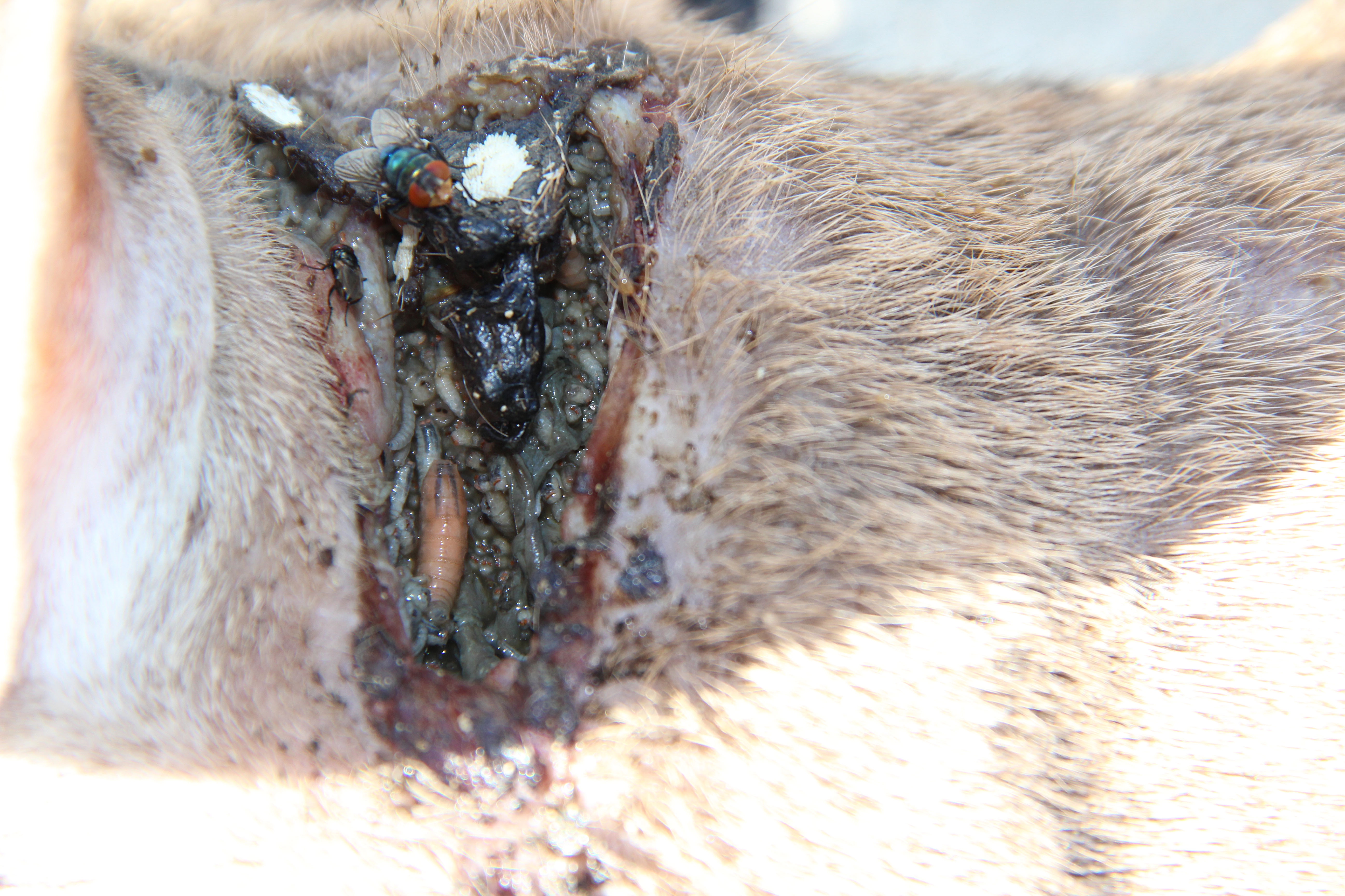 New World screwworm fly, larva, and egg in a wound