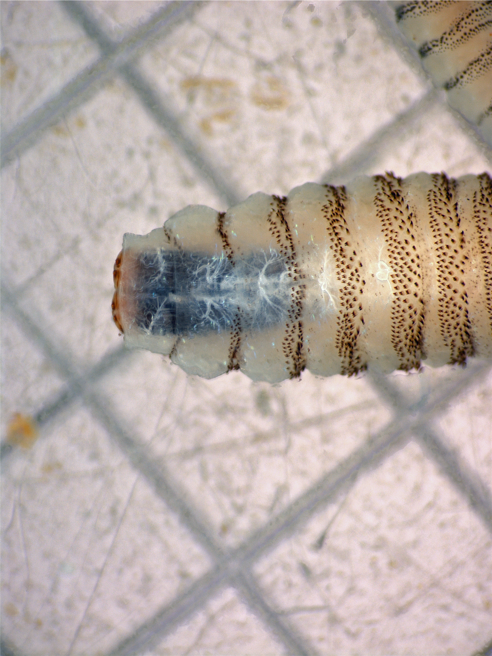 New World screwworm larva