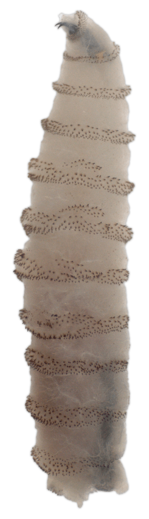 New World screwworm larva
