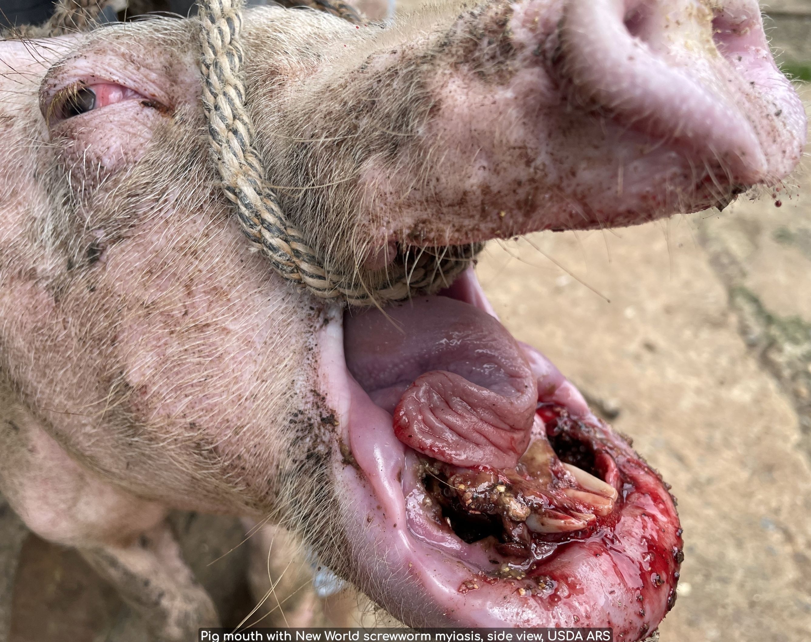 Pig mouth infested with New World screwworm