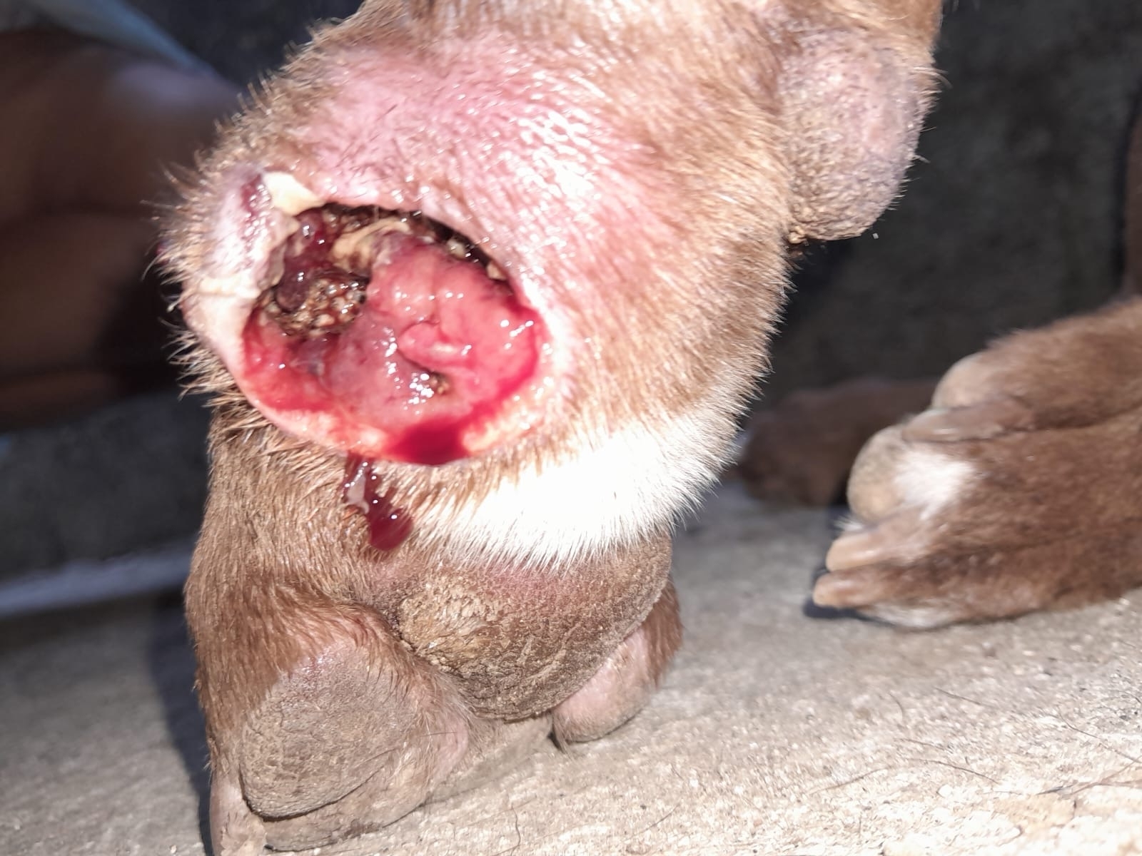 Dog paw with NWS myiasis
