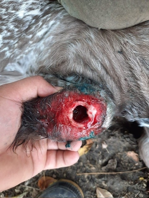 Tunneling wound from NWS myiasis